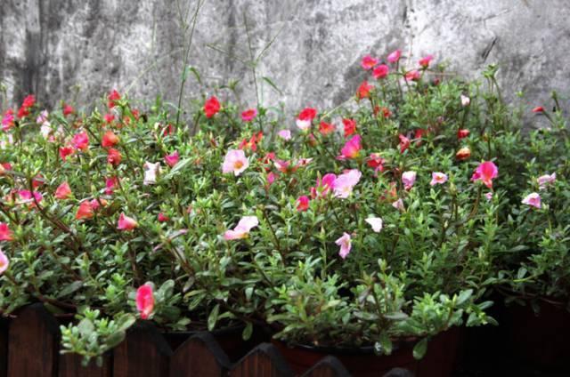 养花技巧粗生粗养也能四季开花！少养1种都觉得亏了