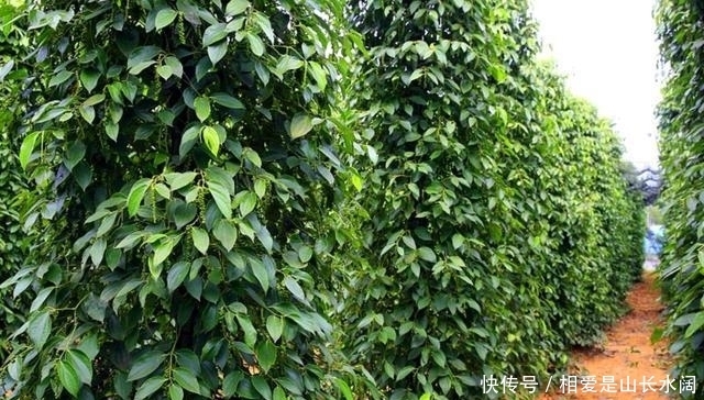 同样是胡椒,“黑胡椒”和“白胡椒”有啥区别?知道后别乱买了!