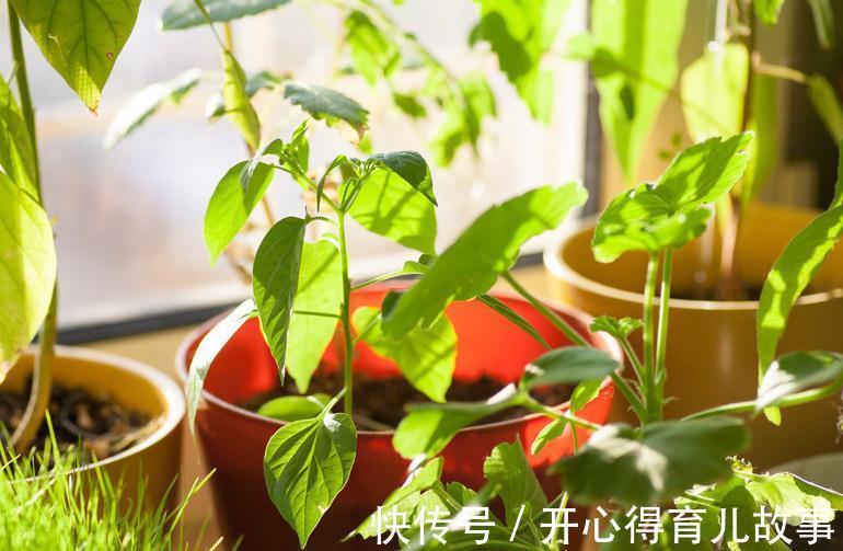 植物烂根怎么办，学会这些就不用担心了