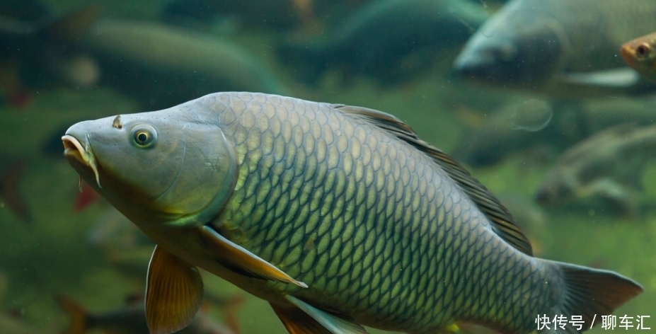童年|亚洲鲤入侵全球,在美国胖成猪,在中国为什么却“活”不过童年