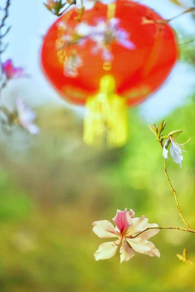 知识|七星岩玉堂春、宫粉紫荆踏春而至，美出新高度！