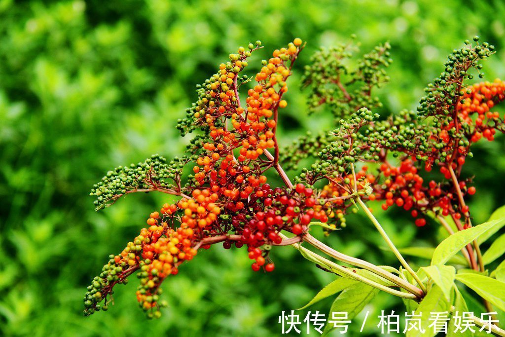 小儿麻痹后遗症|一分钱不花就可治疗颈椎病腰椎病的草药,血满草,接骨草