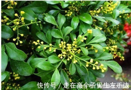 米兰|我家的米兰开花多、香气四溢,邻居们都忍不住来敲门讨经验