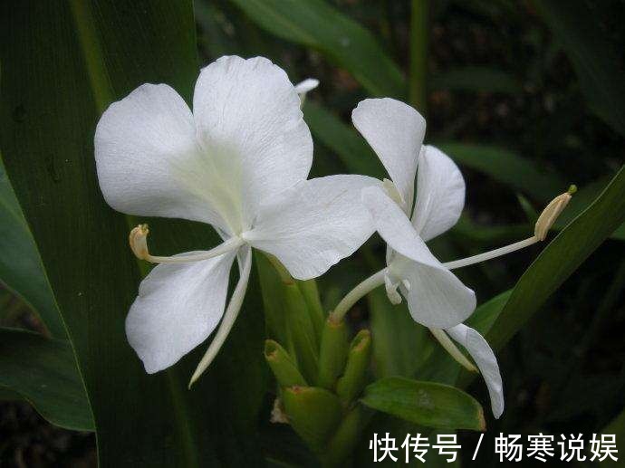 这花盛开似白蝴蝶翩翩飞舞，可惜只有农村才有，城里人花钱买不到