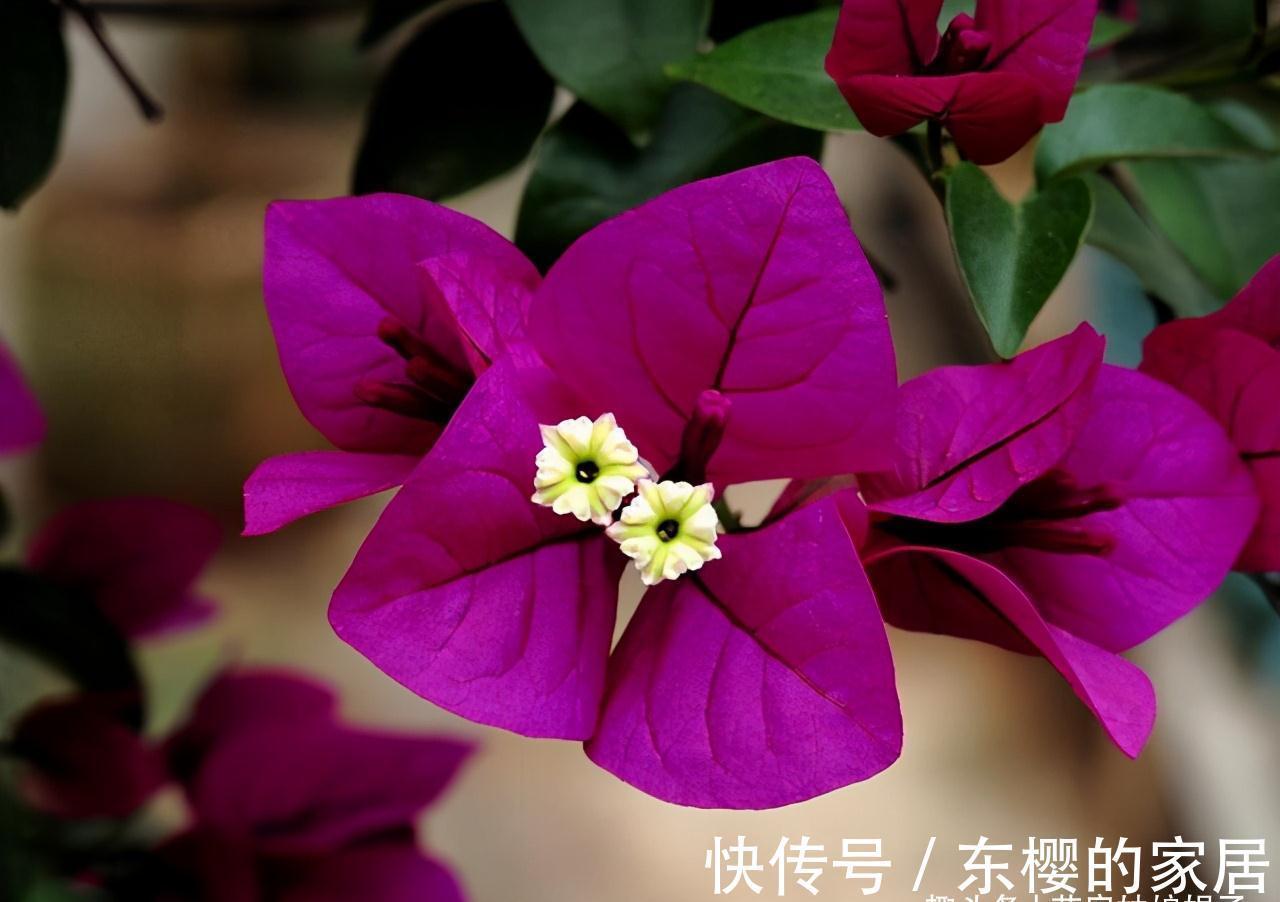 非洲堇|适合秋天养的7种花,好养易活,只要环境合适,爱开花,花期长