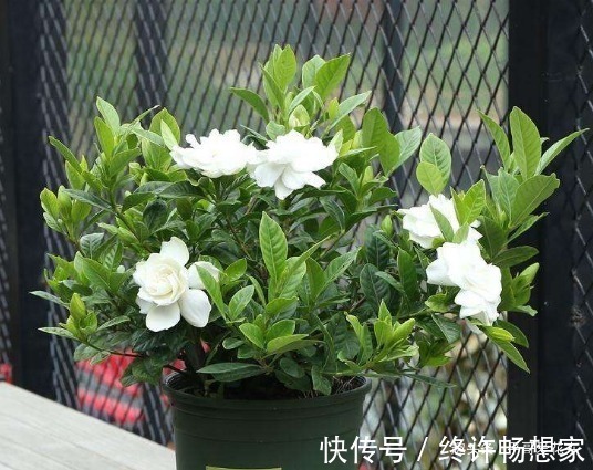 阿司匹林|什么黄豆水、淘米水都不如“这种水”,10天浇一次,叶绿花更旺