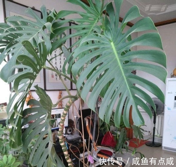 看看花友养了10多年的“龟背竹”,这是要上天?