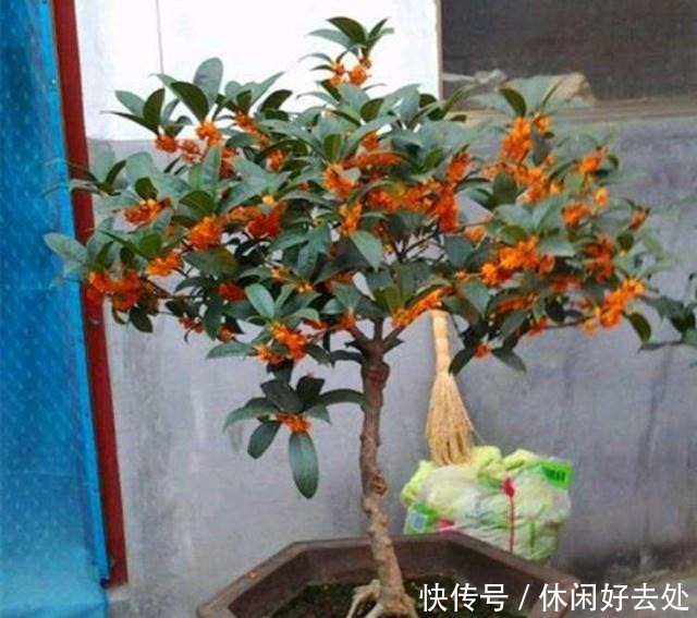 有钱人不养花,只养这“3种”树,难怪越来越“富”,身体还健康!