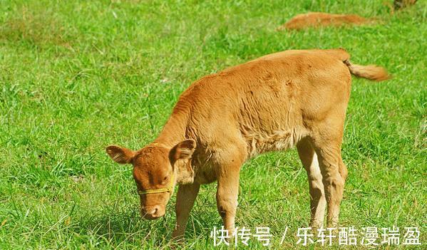 生肖|生肖鸡下半年贵人将至遇到要珍惜，可助你业绩爆棚，前程似锦