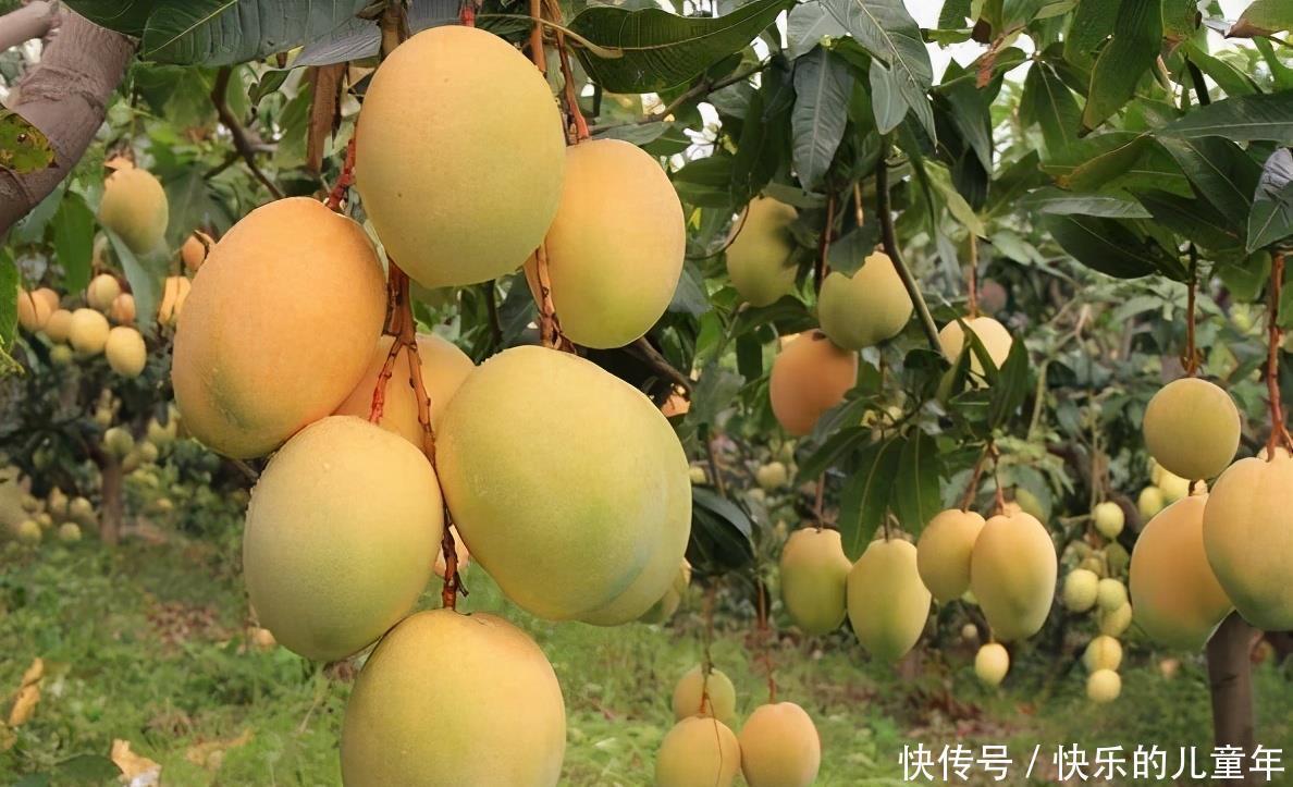 养颜|女性养生常吃3种食物,排毒养颜、滋润肌肤,好处多多