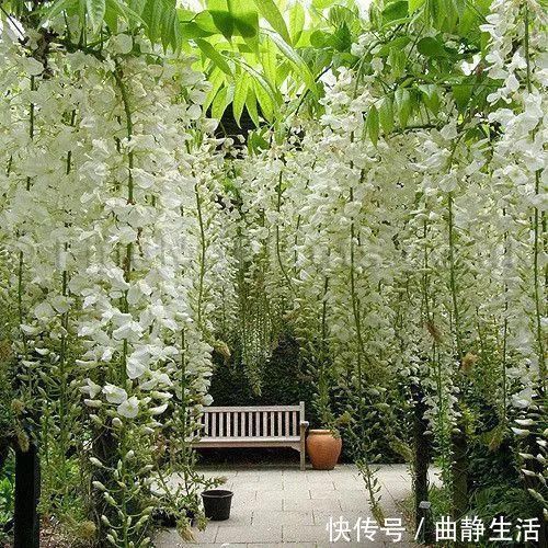 等我老了以后，找个小院陪你养花种菜！