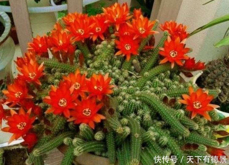 几款花卉养在家里,花朵粉嫩丰腴,绚丽夺目,颜值超高的