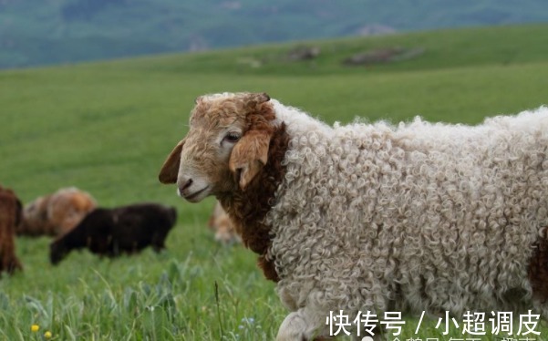 出生|出生月份看一生命数，以下4个月份出生的属羊人，一辈子大吉大利