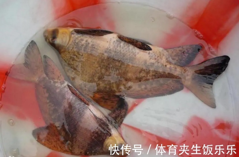 中华鲟|钓鱼人易踩的“坑”,误钓容易“牢底坐穿”,多位钓友因此被抓