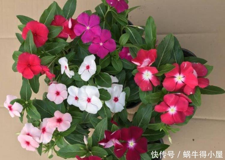 此花被称“香水之花”,-20℃冻不死,花朵美艳,美爆了