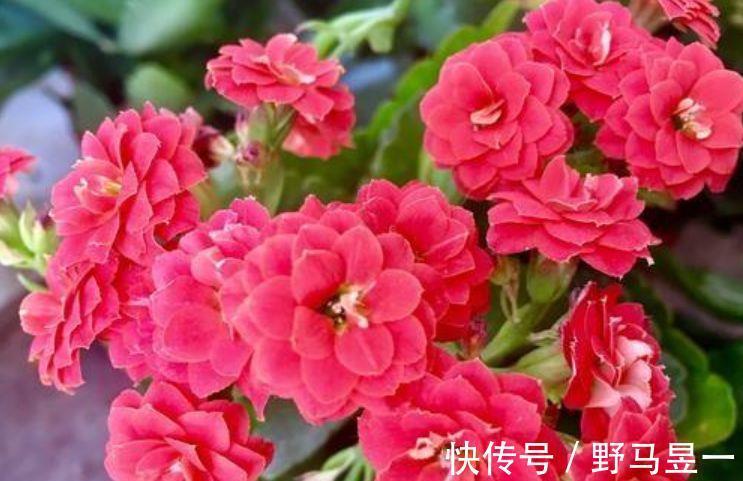 4款艳美的花卉,花大色艳花期长,养客厅一盆,香飘四溢!