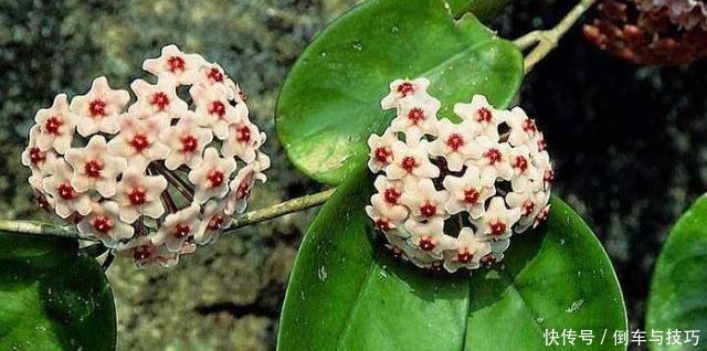 养球兰,2个“条件”满足了,枝繁叶茂,挂满大花球!