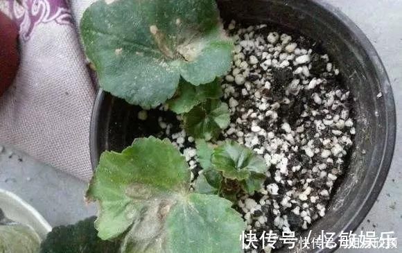 枝条|养花爱好者看过来这15种花现在“扦插”,生根快,一个周就长芽