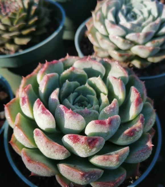 多肉不长根,试试这种“小药水”,滴上两滴,1周长出毛细根