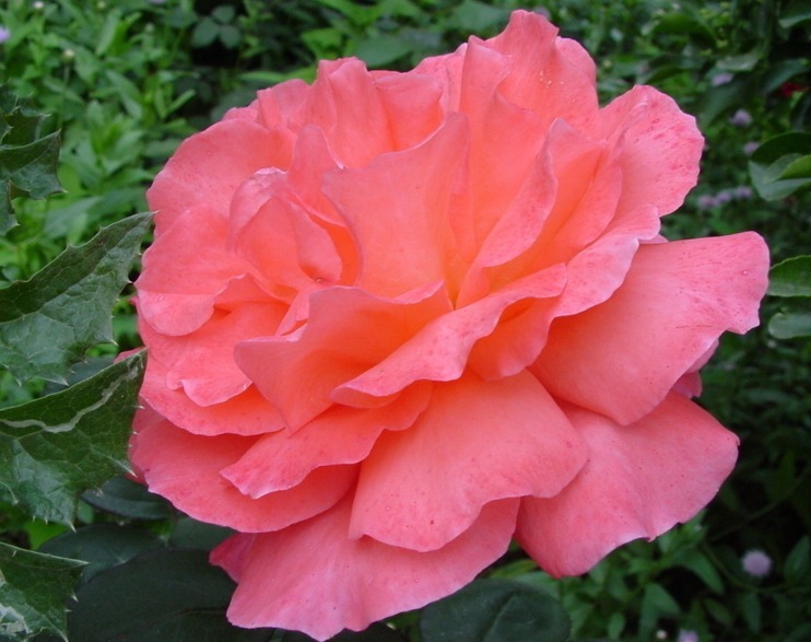 “高档玫瑰”银禧庆典，花开梦幻，爆成花海，可以说是养花必备