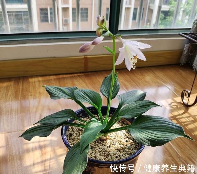 此中国传统名花,花叶都很美,香气四溢,好养如绿萝,室内也能种!