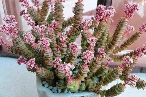 给钱串子换盆是有技巧的，切记避开这个时间点，十天长成小森林