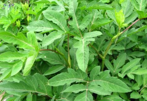 蕨菜|这些在农村野地里不起眼的野草, 关键时却能救命, 你认识几个