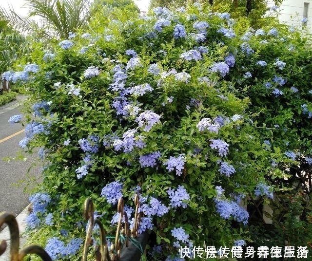 黄木香|养花,就养“3盆花”,花量特别大,一棵繁殖多棵,人见人爱!