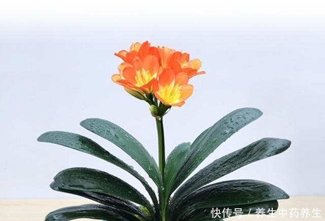 孕蕾|五年没开花的君子兰,只用了三点,年年开花几十朵还不夹箭!