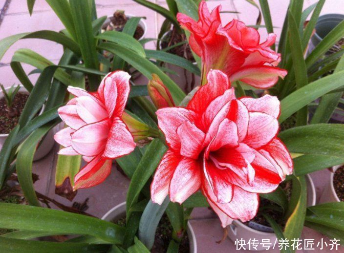 家中常见的这些花，摆放位置很关键，否则花期短，甚至不开花