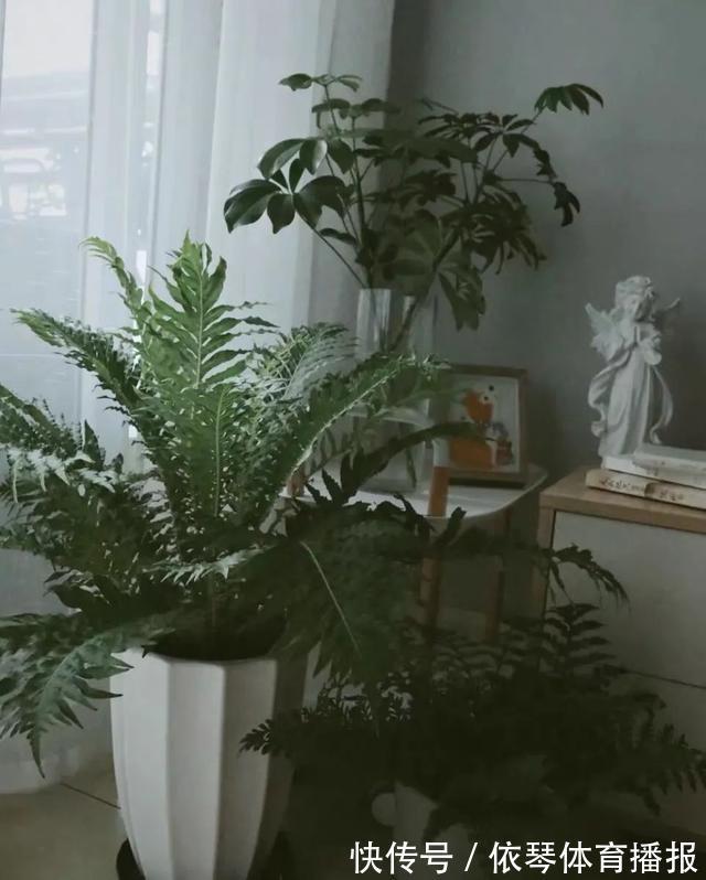办公室|五种小盆栽,耐阴又好养,办公室养几盆,增财运、旺事业