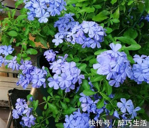花杀手|刚带回家的花，做好这件事很关键，不然长不好还黄叶，别忽视！