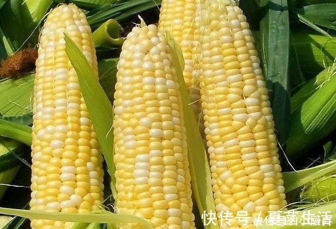 玉米|新鲜玉米难保存?只需要1个小方法,放一整年照样新鲜!