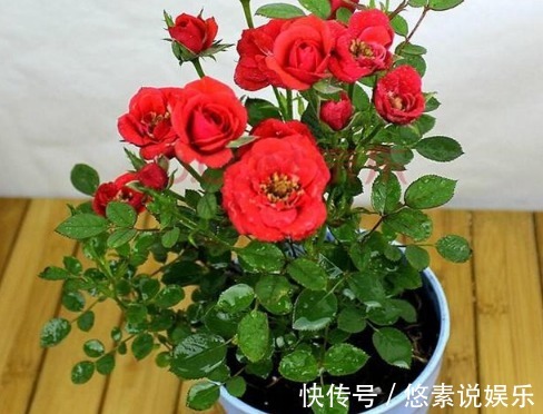 扦插|快死掉的花卉,浇点它有起死回生功效!