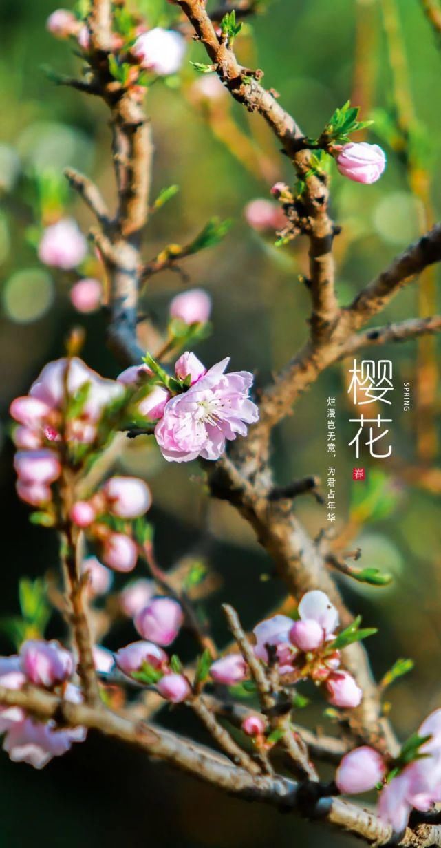 油菜花|南有“武大”，北有“濮大”！