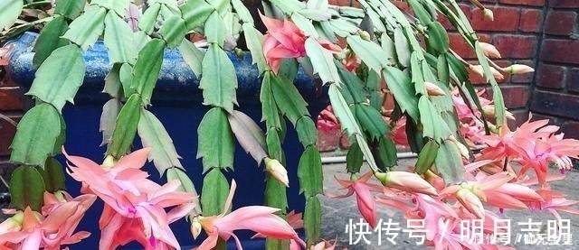 花市|蟹爪兰花期应该如何养护注意这几点,花开不断,开花爆盆!