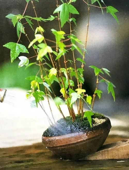 汇集三点原则,为盆景量身定做“独家”浇水法则!