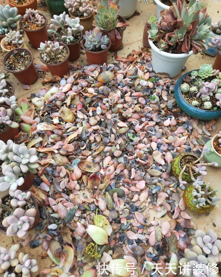 爸妈不在家,我在院子里疯狂种多肉,倍儿爽