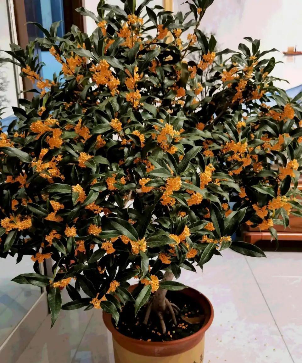 17大吉祥花,客厅有空间一定要养上一盆,好看又好养,养人又旺家