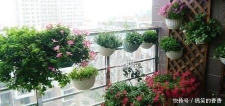 土壤|养花就用松针土,养啥旺啥,自己在家就能做,比买来的营养土好