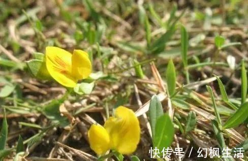 野草|荒地里一黄花草，不起眼少有人识，才知价值珍贵，对感冒有良效