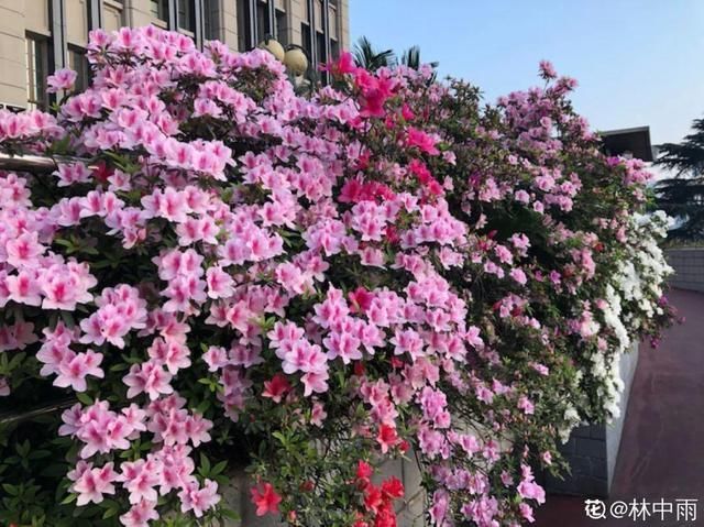 水里|1粒小药片,碾碎丢水里,花像吃了兴奋剂疯长