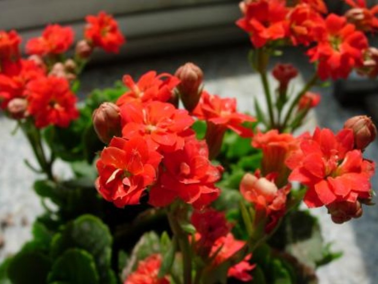 3种花,比绿萝好养,比月季“开花时间”长,花量超大,养家里值