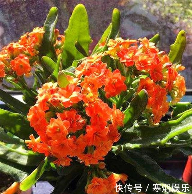 这种长寿花,叶片独特花朵漂亮,不烂根易养护,1年开花300天