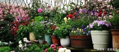 养花别只会傻傻浇水,老花匠教你1诀窍,让家里盆栽油光发亮