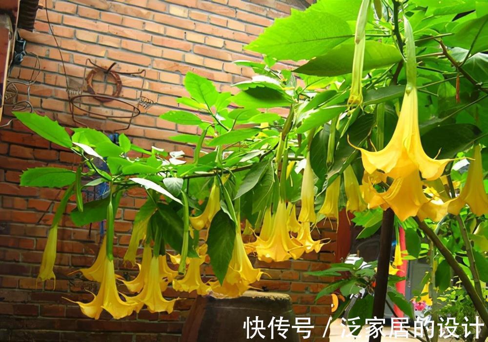 枝叶|常见的10种“带毒花”，想养还是小心些，羊吃了都“直抽抽”