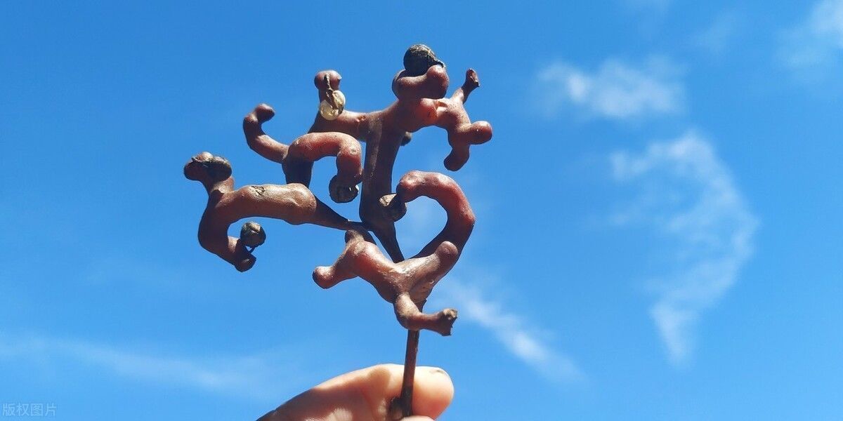 水果界|长在树上的“鸡爪”，农村娃经常拿来当糖吃，如今十几块钱一斤