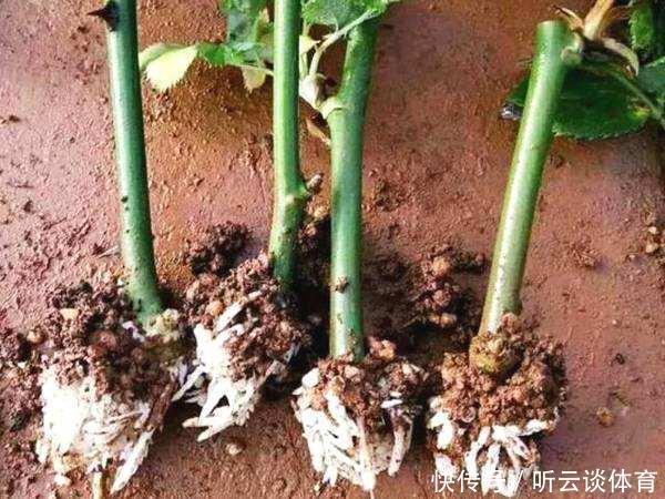 扦插月季不生根?用这捂一捂,过几天“冒白根”,变成月季大户