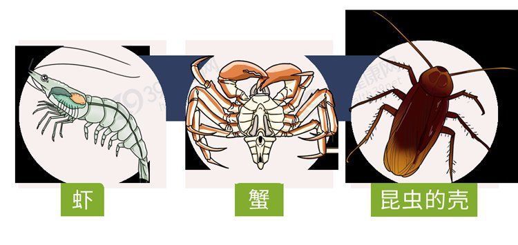 白族|中国专家从蟑螂中找到治病良方！修复能力强，能促进口腔溃疡愈合