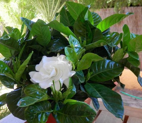 黄叶|5种“漂亮花”,夏天“使劲浇”,缺水就黄叶,不是勤快人,别养